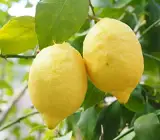 Hybrid Lemon Fruit Plant