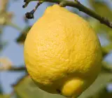 Hybrid Lemon Fruit Plant