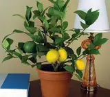 Hybrid Lemon Fruit Plant