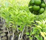 Vietnam all time malta plant