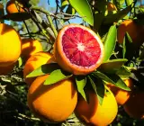 Blood Orange Fruit Plant
