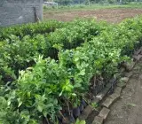 NAGPUR ORANGE FRUIT PLANT