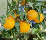 Thai Malta Orange Fruit Plant