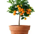 Thai Malta Orange Fruit Plant