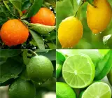 Seedless Lemon - Fruit Plant