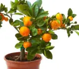 Darjeeling orange FRUIT PLANT
