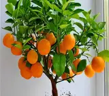 Yellow malta-Grafting fruit plant
