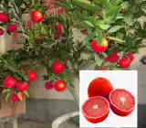 Red malta - Fruit Plants