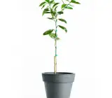 Blood Orange Fruit Plant