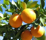 Thai Malta Orange Fruit Plant