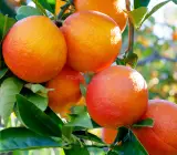 Yellow malta-Grafting fruit plant