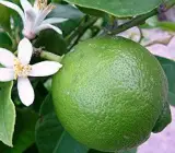 Mosambi (grafting) Fruit Planty