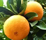 Yellow malta-Grafting fruit plant