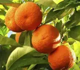 NAGPUR ORANGE FRUIT PLANT