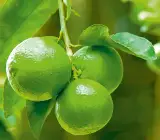 Seedless Lemon - Fruit Plant