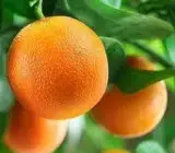 Vietnam all time malta plant