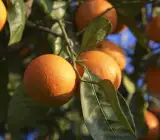 Blood Orange Fruit Plant