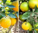 Vietnam all time malta plant