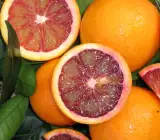 Blood Orange Fruit Plant