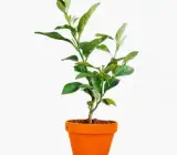 Mosambi (grafting) Fruit Planty
