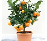 NAGPUR ORANGE FRUIT PLANT