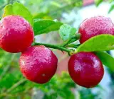 Red malta - Fruit Plants