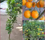 Darjeeling orange FRUIT PLANT