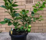 Seedless Lemon - Fruit Plant