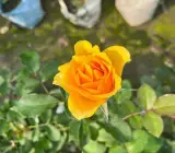 Yellow English rose