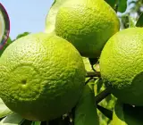 Bari 1 sweet malta Orange plant