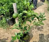 Thai Patti Lemon – Fruit Plants
