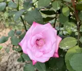 Pink English rose