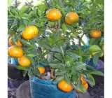 Mandarin orange fruit plant