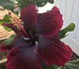 Australian Hibiscus-Grafting Flowers Plants