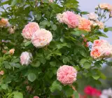Climbing Rose Flower Plants