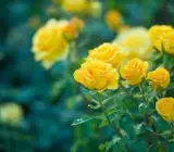 Yellow English rose