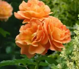Climbing Rose Flower Plants (Orange)