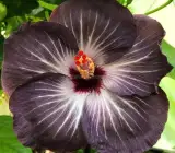 Australian Hibiscus-Grafting Flowers Plants