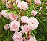 Climbing Rose Flower Plants