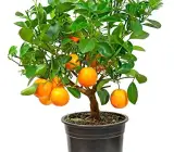 Mandarin orange fruit plant