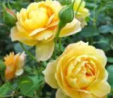 Yellow English rose