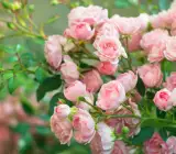 Climbing Rose Flower Plants