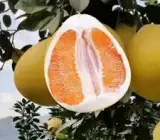 Pomelo (BATABI LABU) – Fruit Plants