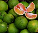 Near sweet orange – Grafting fruit plant