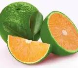 Bari 1 sweet malta Orange plant