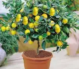 All Time Kagoji Lemon plants