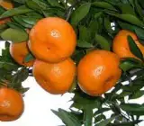 Mandarin orange fruit plant