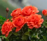 Climbing Rose Flower Plants (Orange)