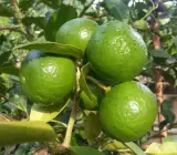 Thai Patti Lemon – Fruit Plants