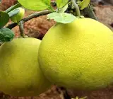 Pomelo (BATABI LABU) – Fruit Plants